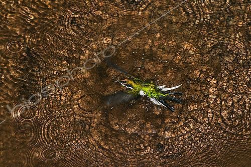 Biosphoto | 2434872 | Colibri féérique (Heliothryx barroti) se baignant dans un petit ruisseau en forêt tropicale. Costa Rica. Gold Award, Bird Behavior (Bird Photographer of the year 2019) | &copy; Ivan Sjögren / Biosphoto