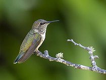 Biosphoto | 2518919 | Colibri flammule (Selasphorus flammula) femelle sur une branche, Chiriqui, Panama | &copy; Ignacio Yufera / Biosphoto