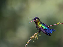 Biosphoto | 2608831 | Colibri insigne (Panterpe insignis) bec ouvert, hauts plateaux de Chiriqui, Panama | &copy; Ignacio Yufera / Biosphoto