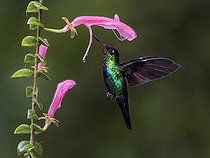 Biosphoto | 2570721 | Colibri insigne (Panterpe insignis) butinant une fleur endémique Columnea chiriquensis, Chiriqui Highlands, Panama | &copy; Ignacio Yufera / Biosphoto