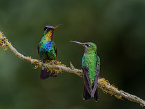 Biosphoto | 2608826 | Colibri insigne (Panterpe insignis) et femelle de Brillant fer-de-lance (Heliodoxa jacula), hauts plateaux de Chiriqui, Panama | &copy; Ignacio Yufera / Biosphoto
