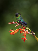 Biosphoto | 2608829 | Colibri insigne (Panterpe insignis) sur fleurs, hauts plateaux de Chiriqui, Panama | &copy; Ignacio Yufera / Biosphoto