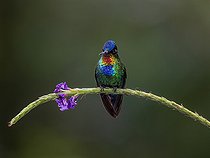 Biosphoto | 2570722 | Colibri insigne (Panterpe insignis) sur une fleur, Chiriqui Highlands, Panama | &copy; Ignacio Yufera / Biosphoto
