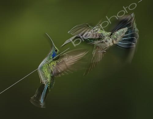 Biosphoto | 2100401 | Colibri thalassin (Colibri thalassinus) en vol stationnaire, Costa Rica | &copy; Ignacio Yufera / Biosphoto