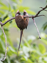 Biosphoto | 2608922 | Coliou rayé (Colius striatus), face à face, forêt impénétrable de Bwindi, Ouganda | &copy; Ignacio Yufera / Biosphoto