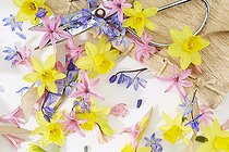Biosphoto | 2567463 | Collage de printemps avec Narcisse, Jacinthe, Scille | &copy; ~VisionsPictures collages / Visions Pictures / Biosphoto