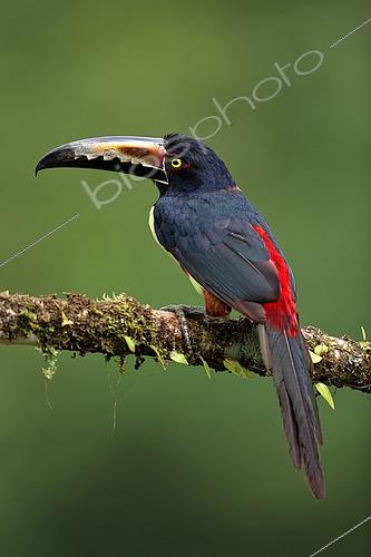 Biosphoto | 2519359 | Collared Aracari (Pteroglossus torquatus) on a branch, Costa Rica | &copy; Cédric Join / Biosphoto
