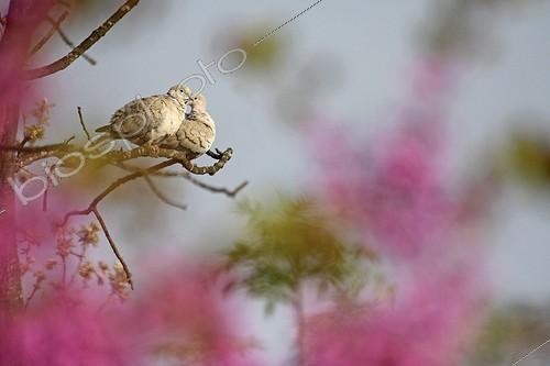 Biosphoto | 1758338 | Collared doves through a Judas tree in bloom at spring | &copy; Pascal Pittorino / Biosphoto