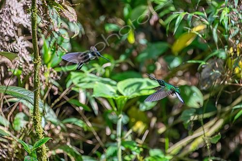 Biosphoto | 2615209 | Collared Inca (Coeligena torquata), males fighting in flight,Jardin, Colombia | &copy; Régis Cavignaux / Biosphoto