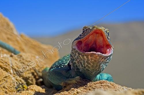 Biosphoto | 1465739 | Collared Lizard male in a Defensive posture Arizona USA | &copy; Daniel Heuclin / Biosphoto