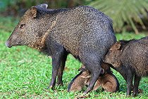 Biosphoto | 2395125 | Collared peccary (Pecari tajacu) female breastfeeding her young, Costa Rica | &copy; Jean-François Noblet / Biosphoto
