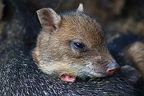 Biosphoto | 2395122 | Collared peccary (Pecari tajacu) young, Costa Rica | &copy; Jean-François Noblet / Biosphoto