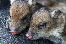 Biosphoto | 2395123 | Collared peccary (Pecari tajacu) young, Costa Rica | &copy; Jean-François Noblet / Biosphoto