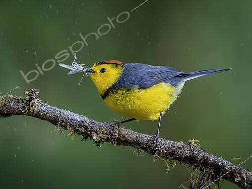 Biosphoto | 2608709 | Collared Redstart (Myioborus torquatus), capturing moth, Chiriqui Highlands, Panama | © Ignacio Yufera / Biosphoto