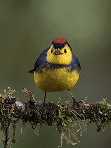 Biosphoto | 2570710 | Collared Redstart (Myioborus torquatus) on a branch, Chiriqui Highlands, Panama | &copy; Ignacio Yufera / Biosphoto