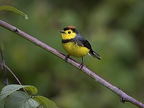Biosphoto | 2455274 | Collared Whitestart (Myioborus torquatus), Chiriqui Highlands, Panama | &copy; Ignacio Yufera / Biosphoto