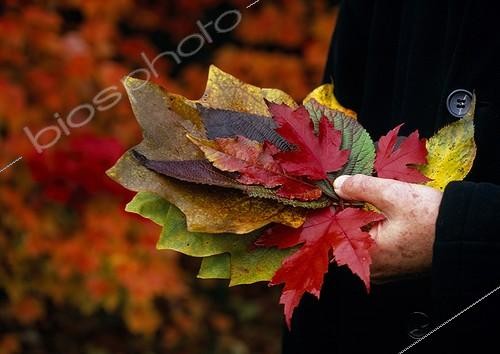 Biosphoto | 1209228 | Collect of leaves in a garden in autumn | &copy; Gilles Le Scanff & Joëlle-Caroline Mayer / Biosphoto