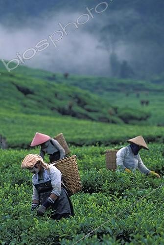 Biosphoto | 294332 | Collect sheets of Tea Sumatra Indonesia | &copy; Alain Compost  / Biosphoto