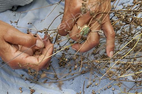 Biosphoto | 2161217 | Collecting seeds | &copy; Visions Pictures / Biosphoto