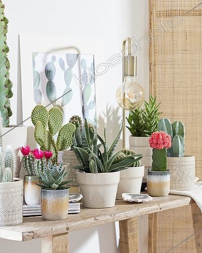 Biosphoto | 2494685 | Collection de Cactées | &copy; ~Edelcactus BV / Visions Pictures / Biosphoto