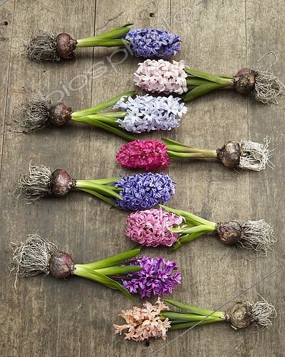 Biosphoto | 2128632 | Collection de Jacinthes en fleurs, Hyacinthus Gipsy Queen, Hyacinthus Jan Bos, Hyacinthus Blue Eyes, Hyacinthus Pink Elephant, Hyacinthus Blue Tango, Hyacinthus Blue Jacket, Hyacinthus Pink Pearl, Hyacinthus Woodstock | &copy; Visions Pictures / Biosphoto