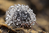 Biosphoto | 2621434 | Collembola (Allacma sp) contaminated by a Zygomycete fungus of the genus Neozygitales, Saint-Pierre-la-Palud, Rhône, France. | &copy; Philippe Lebeaux / Biosphoto
