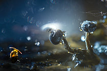 Biosphoto | 2621388 | Collembola and myxomycetes, fungi, etc. Photomontage. Rhône, France. | &copy; Philippe Lebeaux / Biosphoto