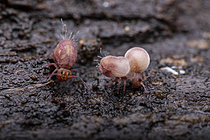 Biosphoto | 2621423 | Collembola (Dicyrtoma fusca) contaminated by a deadly pathogenic virus, Saint-Pierre-la-Palud, Rhône, France. | &copy; Philippe Lebeaux / Biosphoto