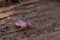 Biosphoto | 2621426 | Collembola (Dicyrtoma fusca) contaminated by a deadly pathogenic virus, Saint-Pierre-la-Palud, Rhône, France. | &copy; Philippe Lebeaux / Biosphoto