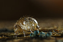 Biosphoto | 2621415 | Collembole (Allacma fusca var pustulata) femelle de se nourrissant de bactéries sur le substrat, Sainte Consorce, Rhône, France | &copy; Philippe Lebeaux / Biosphoto