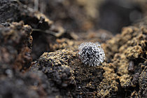 Biosphoto | 2621433 | Collembole (Allacma sp) contaminé par un champignon Zygomycète du genre Neozygitales, Saint-Pierre-la-Palud, Rhône, France | &copy; Philippe Lebeaux / Biosphoto