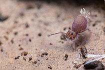 Biosphoto | 2621479 | Collembole (Dicyrtoma fusca), 1er stade de contamination par un virus pathogène mortel, Saint-Pierre-la-Palud, Rhône, France | &copy; Philippe Lebeaux / Biosphoto