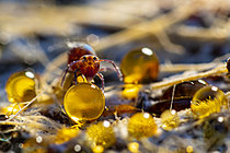 Biosphoto | 2621436 | Collembole (Dicyrtoma fusca) absorbant du liquide dans une gouttelettes d'eau, Parc national des Cévennes, France | &copy; Philippe Lebeaux / Biosphoto