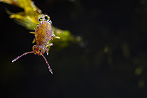 Biosphoto | 2621467 | Collembole (Dicyrtoma fusca) avec gouttelettes d'eau, Parc national des Cévennes, France | &copy; Philippe Lebeaux / Biosphoto