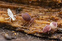 Biosphoto | 2621441 | Collembole (Dicyrtoma fusca) contaminé par un virus pathogène mortel, Saint-Pierre-la-Palud, Rhône, France | &copy; Philippe Lebeaux / Biosphoto