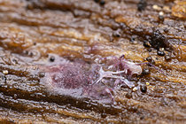 Biosphoto | 2621481 | Collembole (Dicyrtoma fusca) liquéfié par un virus pathogène mortel, Saint-Pierre-la-Palud, Rhône, France | &copy; Philippe Lebeaux / Biosphoto