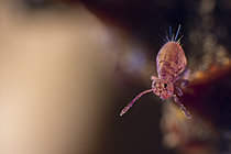 Biosphoto | 2621473 | Collembole (Dicyrtoma fusca), Parc national des Cévennes, France | &copy; Philippe Lebeaux / Biosphoto
