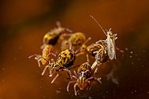 Biosphoto | 2621405 | Collembole (Dicyrtoma fusca), pris au piège à la surface d’une flaque, un groupe de collemboles lutte pour échapper à l'eau, Parc national des Cévennes, France | &copy; Philippe Lebeaux / Biosphoto