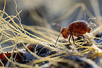 Biosphoto | 2621435 | Collembole (Dicyrtoma fusca) sur des filaments mycéliens, Parc national des Cévennes, France | &copy; Philippe Lebeaux / Biosphoto