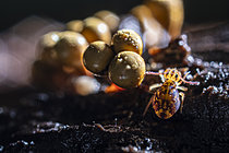 Biosphoto | 2621424 | Collembole (Dicyrtomina ornata) avec myxomycète (Trichia crateriformis), Monts du lyonnais, Rhône, France | &copy; Philippe Lebeaux / Biosphoto