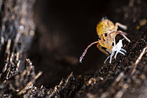 Biosphoto | 2621478 | Collembole (Dicyrtomina ornata) mangeant son exuvie, riche en protéines. Parc national des Cévennes, France | &copy; Philippe Lebeaux / Biosphoto