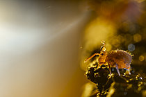 Biosphoto | 2621469 | Collembole (Dycirtoma fusca) perlé de fines gouttelettes de rosée, Parc national des Cévennes, France | &copy; Philippe Lebeaux / Biosphoto