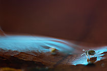 Biosphoto | 2621464 | Collembole et reflet, Forêt de Chévinay, Rhône, France | &copy; Philippe Lebeaux / Biosphoto