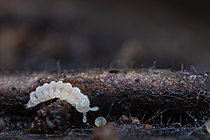 Biosphoto | 2621480 | Collembole (Kalaphorura burmeisteri), Parc national des Cévennes, France | &copy; Philippe Lebeaux / Biosphoto