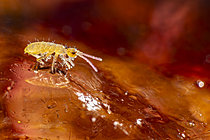 Biosphoto | 2621447 | Collembole piégé dans une flaque d'eau gelée, Parc national des Cévennes, France | &copy; Philippe Lebeaux / Biosphoto