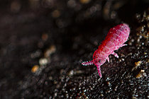 Biosphoto | 2621482 | Collembole poduromorphe (Brachystomella parvula), Parc national des Cévennes, France | &copy; Philippe Lebeaux / Biosphoto