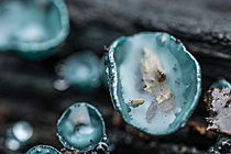 Biosphoto | 2621391 | Collembole poduromorphe (Ceratophysella bengtssoni) sur le chapeau d'une pézize turquoise (Chlorociboria aeruginascens), Parc national des Cévennes, France | &copy; Philippe Lebeaux / Biosphoto