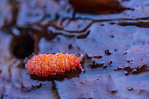 Biosphoto | 2621394 | Collembole poduromorphe rouge (Billobella braunerae), vue de dessus sur bois en décomposition, Parc national des Cévennes, France | &copy; Philippe Lebeaux / Biosphoto