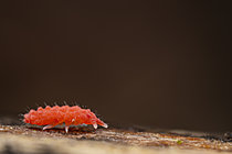 Biosphoto | 2621453 | Collembole rouge (Bilobella braunerae), Chevinay, Rhône, France | &copy; Philippe Lebeaux / Biosphoto