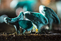 Biosphoto | 2621418 | Collembole (Sminthurinus signatus) sur des Chlorosplenium (champignons ascomycètes), Parc national des Cévennes, France | &copy; Philippe Lebeaux / Biosphoto